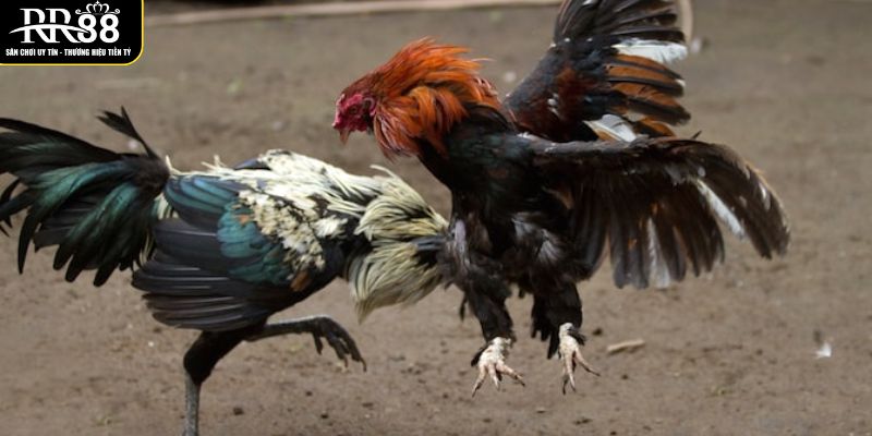 khai-quat-mot-so-chien-ke-tham-gia-cac-tran-da-ga-don-c1